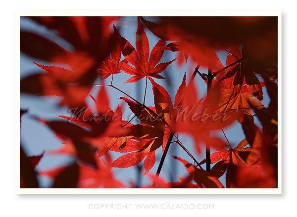 •Leaves I•