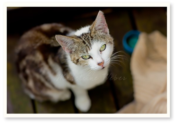 • first capture with the canon 1Ds MarkIII