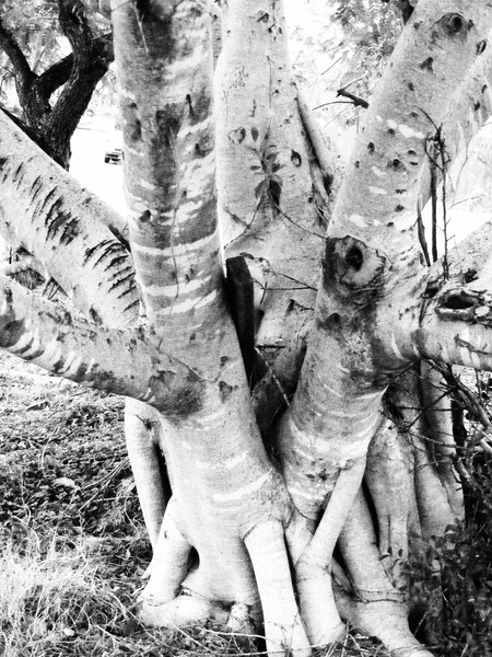 Moreton Bay Fig