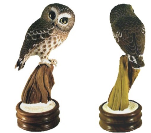 Sawhet Owl