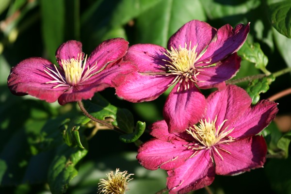 3 Flowers in the sun