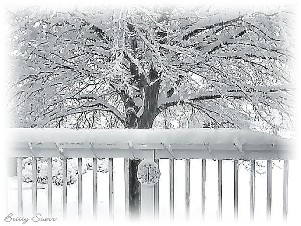 Winter Land