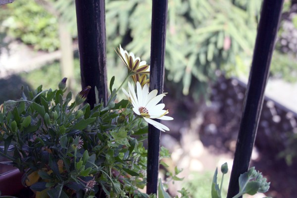 Looking out over the balcony