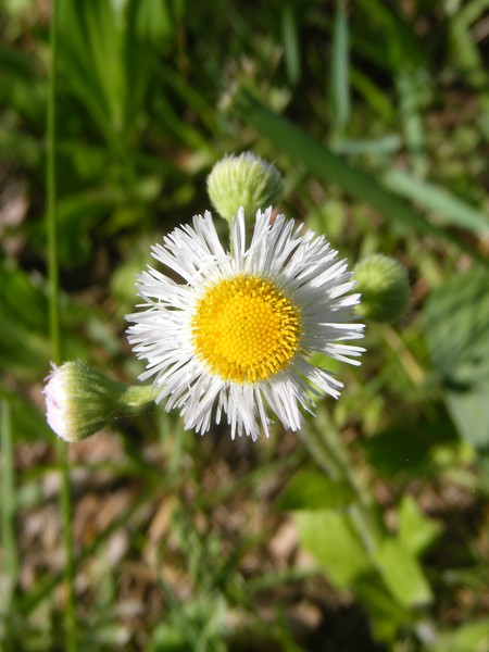 Daisy
