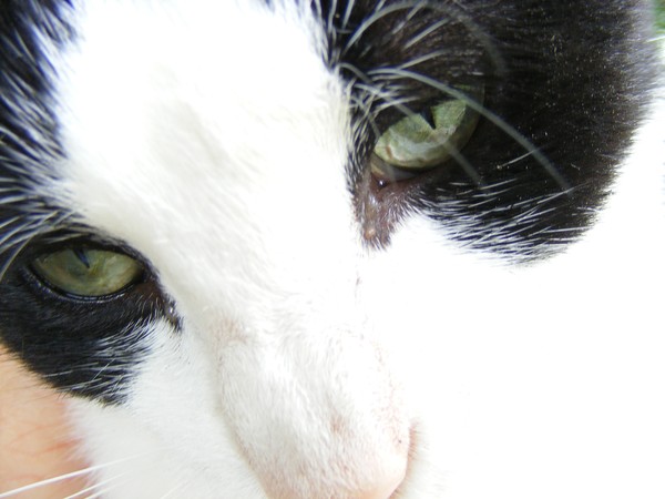 The eyes have it!