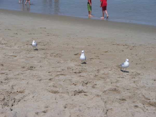 3 musketeers