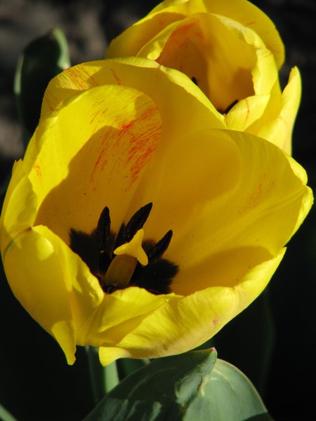 Brush stroked Tulip