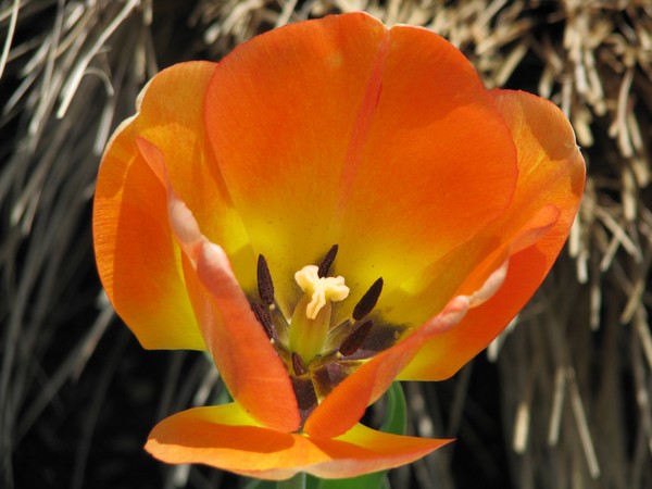 Orange Peal
