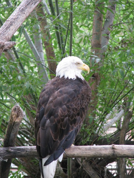 Eagle 