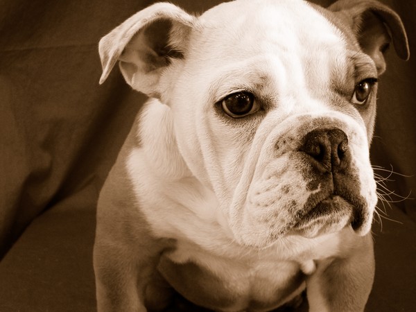 Bulldog