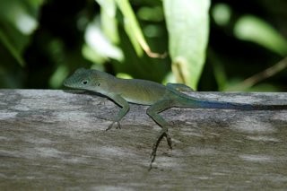 Lizard
