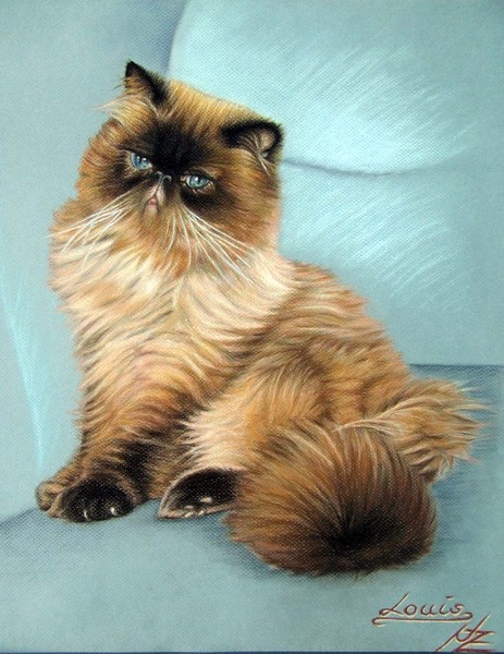 Persian Cat