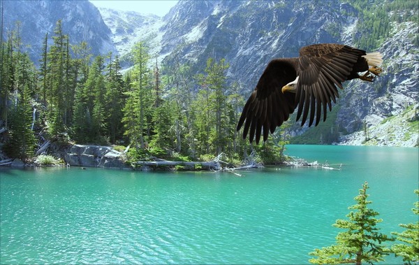 1063-Raptor Flight
