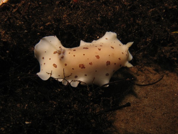 Nudi