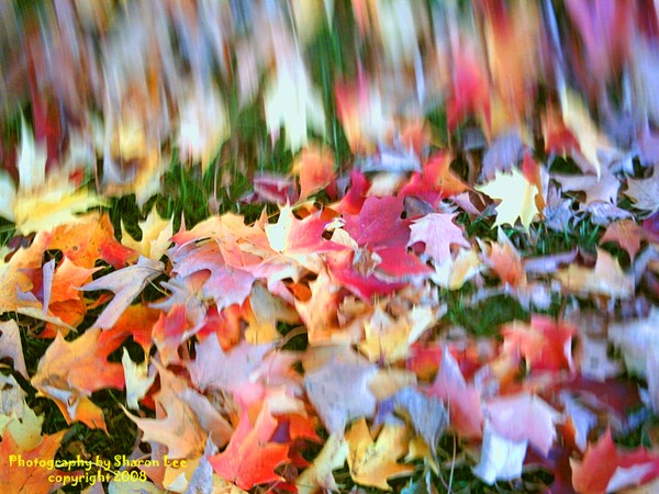 Swirling leaves