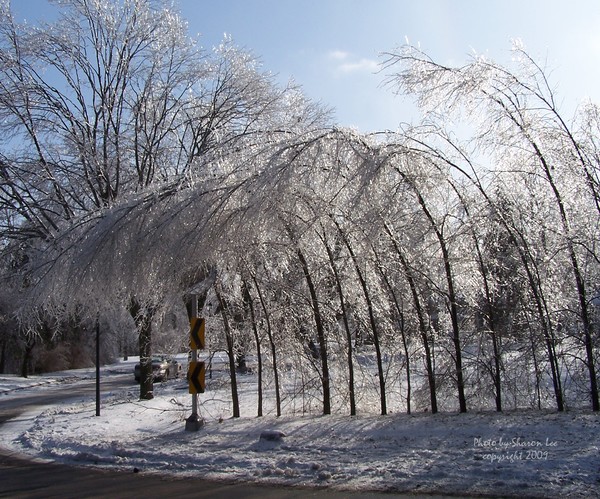 Intuitive trees?