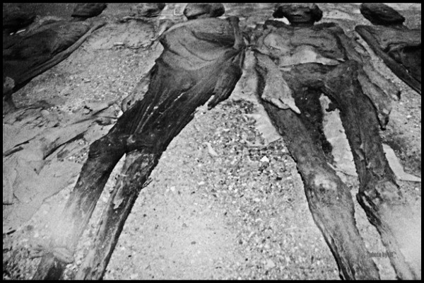 shrinked elegies for unknown memories