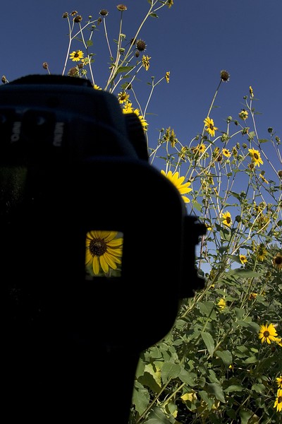 Sunflower in Camera
