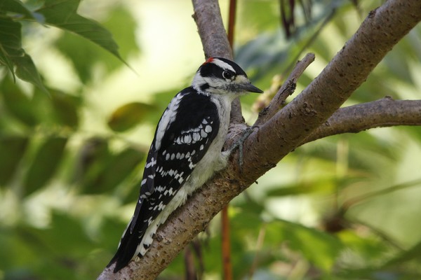 Male Downy WoodPecker