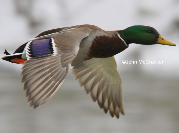 Male Mallard in flight.
