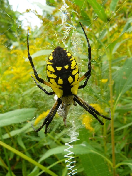 Spider