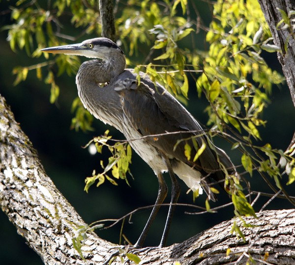 Portrait of the Blue Heron