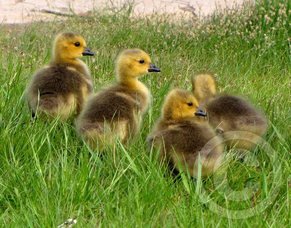 Goslings on shore!