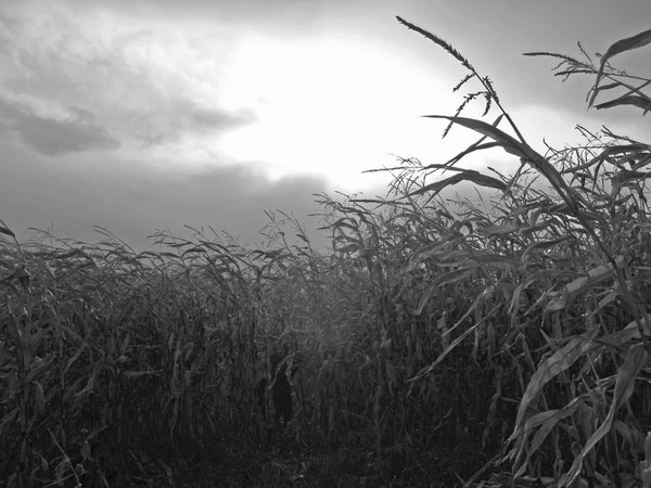 In the cornfield