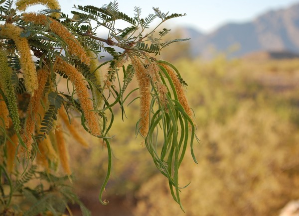 Desert palo verde