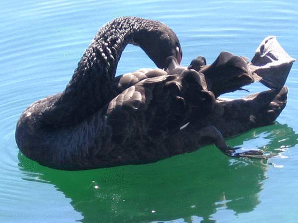 Black Swan