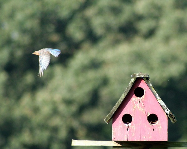 Flight