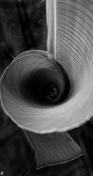 Canna leaf