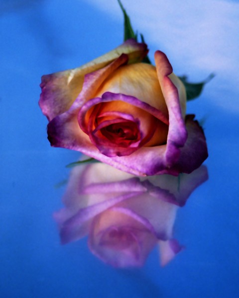 Rose reflection