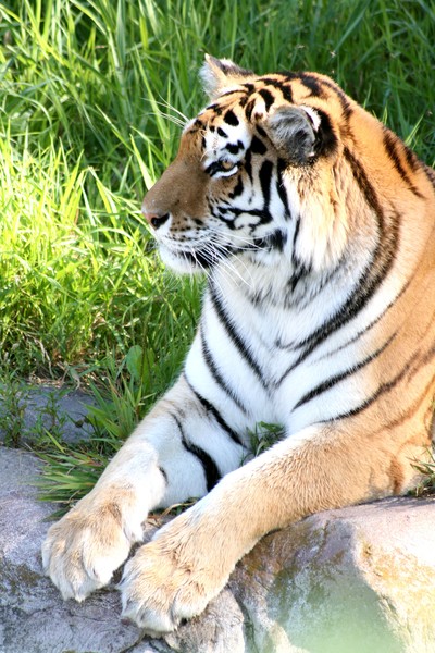 tiger-minnesota zoo