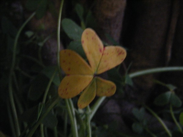 Luck