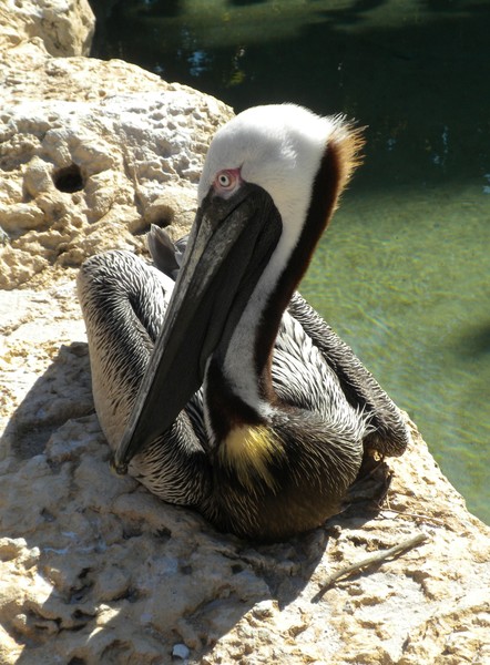 posing for me in the sun