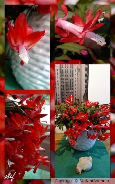 full in bloom
