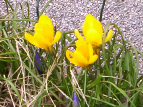 Yellow sofrans