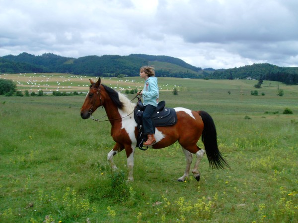 Horse