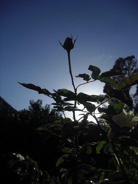 Sundown Rose
