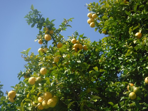 Lemon Power