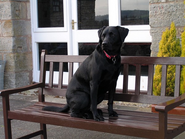 Bailey on the Bench