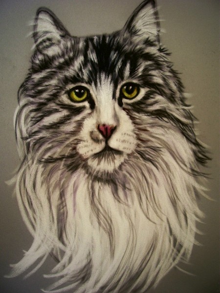 Maine Coon Cat