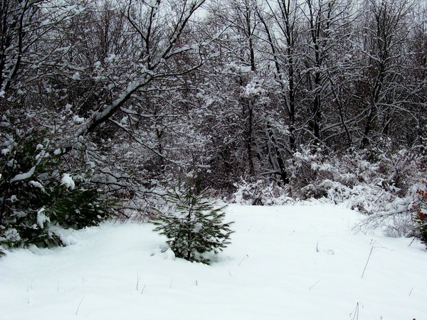 litte tree