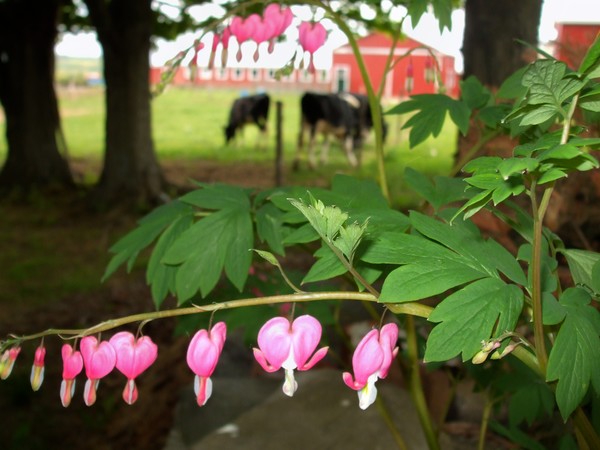 backyard barn/ with bleeding hearts