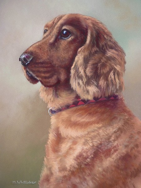 Cocker Spaniel