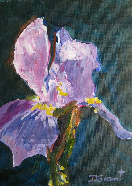 Iris