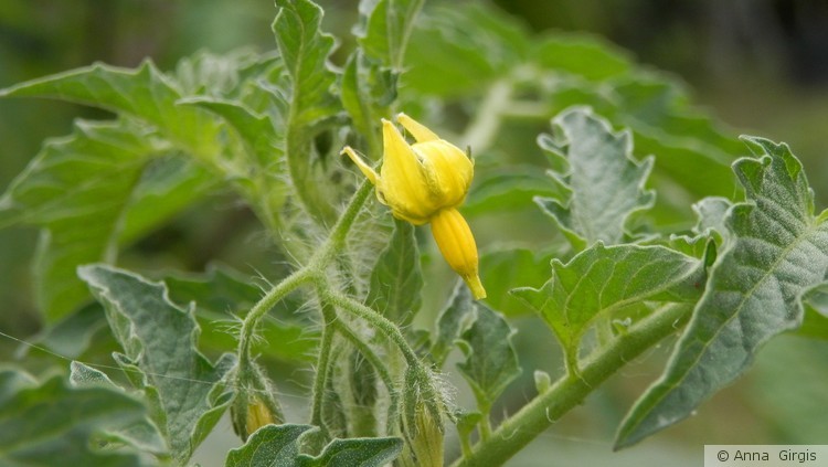 P4260006