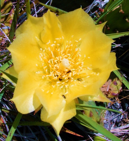 Cactus Flower
