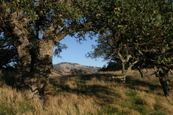 Mount Diablo